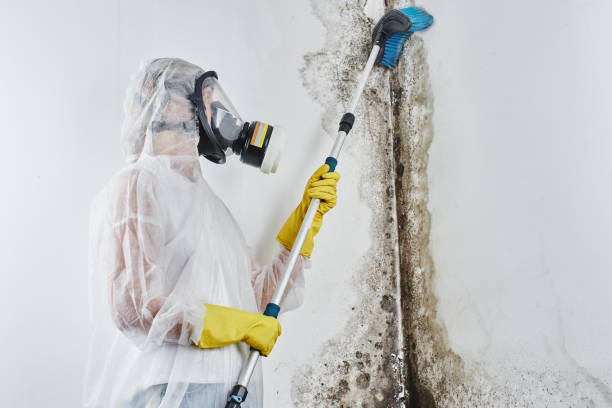 Best Best Mold Removal Companies  in Clay, CA
