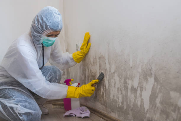 Best Attic Mold Removal  in Clay, CA