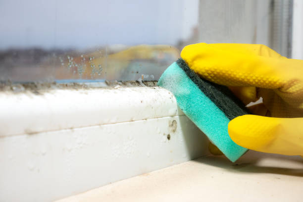 Best Local Mold Removal Service  in Clay, CA