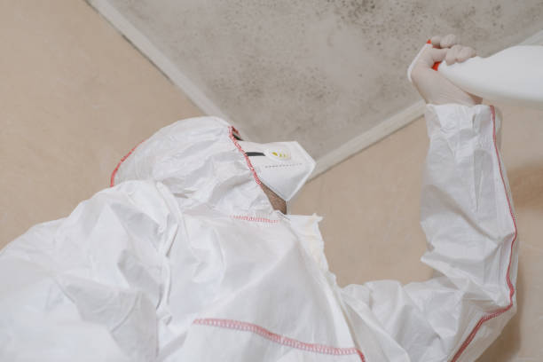 Best Mold Removal and Inspection  in Clay, CA
