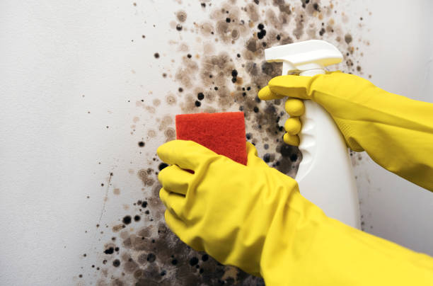 Mold Removal and Inspection in Clay, CA