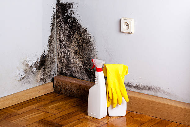 Best Fast Mold Removal  in Clay, CA