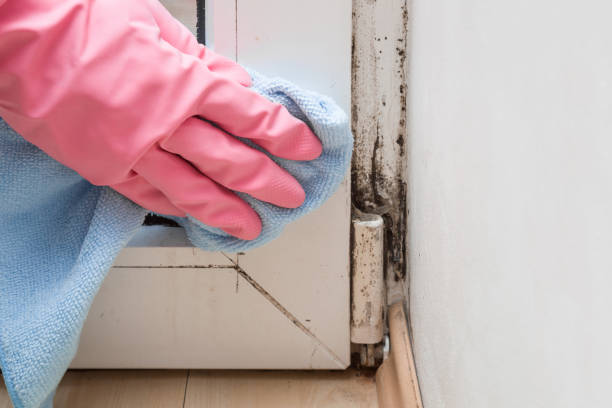 Best Residential Mold Removal  in Clay, CA