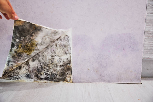 Best Affordable Mold Removal  in Clay, CA